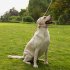 Heavy Duty Dog Rope Leash With Ultra Soft Padded Handle Wear resistant Reflective Dog Leash For Small Medium Large Dogs blue 2 m  L size  thick 1 2cm 