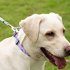 Heavy Duty Dog Rope Leash With Ultra Soft Padded Handle Wear resistant Reflective Dog Leash For Small Medium Large Dogs blue 2 m  L size  thick 1 2cm 