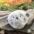 Interactive Cat Toy Rechargeable Automatic Chirping Cat Toy With Catnip Cat Toys For Indoor Cats Kitten Dog Puppy yellow duck Diameter 5 5cm