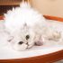 Interactive Cat Toys Smart Interactive Cat Toy Ball Automatic Moving Cat Ball Toys Touch Control Cat Toys Rechargeable Moving Robotic Cat Toy Bite Resistant Rel