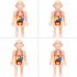 Kids 3D Puzzle Human Body Anatomy Model DIY Assembled Organ Body Teaching Tool Educational Toys For Boys Girls Gifts 18pcs  OPP Bag 