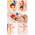 Kids 3D Puzzle Human Body Anatomy Model DIY Assembled Organ Body Teaching Tool Educational Toys For Boys Girls Gifts 18pcs  OPP Bag 