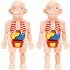 Kids 3D Puzzle Human Body Anatomy Model DIY Assembled Organ Body Teaching Tool Educational Toys For Boys Girls Gifts 18pcs  OPP Bag 