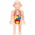 Kids 3D Puzzle Human Body Anatomy Model DIY Assembled Organ Body Teaching Tool Educational Toys For Boys Girls Gifts 18pcs  OPP Bag 
