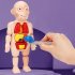 Kids 3D Puzzle Human Body Anatomy Model DIY Assembled Organ Body Teaching Tool Educational Toys For Boys Girls Gifts 18pcs  OPP Bag 