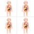 Kids 3D Puzzle Human Body Anatomy Model DIY Assembled Organ Body Teaching Tool Educational Toys For Boys Girls Gifts 18pcs  OPP Bag 