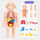 Kids 3D Puzzle Human Body Anatomy Model DIY Assembled Organ Body Teaching Tool Educational Toys For Boys Girls Gifts 18pcs (OPP Bag)
