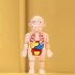 Kids 3D Puzzle Human Body Anatomy Model DIY Assembled Organ Body Teaching Tool Educational Toys For Boys Girls Gifts 18pcs  OPP Bag 