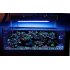 LED Aquarium Light with White and Blue LEDs  LED Dimmer and cooling fan   Creating the perfect lightning conditions to grow coral and other marine plants