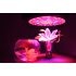 LED Grow Light  which has 72 piece at 3W that produces a low consumption but high performance output to help the growth of your vegetables and plants
