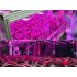 LED Grow Light with 12 Pieces  12W and produces a red  blue orange effect is great for growing vegetables or other plantation indoors