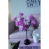 Led Camellia Flower Branch Lamp for Dining Table Room Bedroom Shop Decoration Night Light
