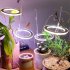 Led  Light Angel With Three Rings Full Spectrum Lamp Dc 5v Usb For Indoor Planting Seedlings Flowers 1 head pink light