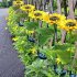 Led Solar Sunflower Lights Ip65 Waterproof Outdoor Landscape Lamp For Courtyard villa garden Decor three heads