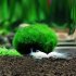 Living Green Seaweed Ball for Aquarium Fish Tank Decoration green