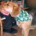 Lucky Green St  Patricks Day Pet Bandanas Scarf Saliva Towel Green plaid