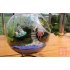 Micro Landscape Ecological Bottle Transparent Flowerpot Hanging Glass Vase Handicraft Home Decoration Transparent 10   10   10cm