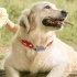 Mini Pet Real Time Tracking Collar Ip67 Waterproof Gps Agps Lbs Wifi Tracker Tracking Locator Red