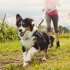 Mini Pet Real Time Tracking Collar Ip67 Waterproof Gps Agps Lbs Wifi Tracker Tracking Locator Red