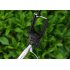 Mini telescopic Selfie Photo Stick for iOS and Android Cell Phones extends to 83cm and fits phones securely from 5 5cm to 8 5cm
