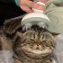 Multifunction Electric Paw Shape Cat Head Massager white
