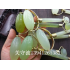 Natural Jade Beauty Massage Roller Push Facial Jade Face Eye Neck Manual Massager Promote Blood Circulation