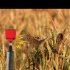 Outdoor Solar Bird Repellent High Volume High Brightness Alarm Security Siren For Villa Farm Yard Garden N911R red shell