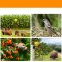 Outdoor Solar Bird Repellent High Volume High Brightness Alarm Security Siren For Villa Farm Yard Garden N911R red shell