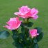 Outdoor Solar Powered 3 LED Light  Waterproof Rose Flower Stake Lamp  Party Decorative LED Solar Lights for Home Garden Yard Lawn Path Coral pink