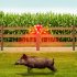 Outdoor Solar Siren Detector Security Alarm With 129db Dog Barking LED Flashing Warning Strobe Light For Home Villa Farm Barn N911Q dog barking