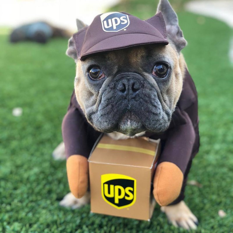 Pet Halloween Ups Costumes Funny Dress Up Outfits Set with Hat for Medium Large Dogs Brown S