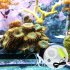 Oxygen  Pump Silent Mini Portable Usb Aquarium Air Pump For Fish Bowl Green