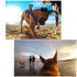 PULUZ Hound Pets Chest Mount Strap Belt for SJCAM SJ4000 Xiaoyi 4K Camera