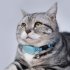 Pet Anti lost GPS Trackers  Smart Wearable Locator trackers  Waterproof Real time locator For Dog Cat Rabbit  Find Device Collar pet location collar