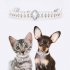 Pet Artificial Pearl Necklace Animals Jewelry Collars Pendants Pet Supplies For Small Medium Cats Dogs M  23 5CM 6CM