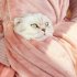 Pet Carrier Bag Holding Apron Double Layer Pocket Small Cat Dogs Hanging Chest Bag For Indoors Outdoor Travel White