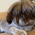 Pet Cat Dog Wigs Headgear Dress Up Transformation Costumes Cosplay Props for Halloween