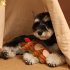 Pet Christmas Plush Sounding Toy Cute Cartoon Bite resistant Molar Chew Toys Santa