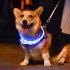 Pet Collar Led Usb Dog Night Luminous Charge Collar Led Night Safety Flashing Glow Dog Loss Prevention Silicone Collar Pet Accessories For Dog Cat Kitten Blue m
