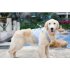 Pet Cooling Harness Summer Vest for Dog Puppy Outdoor Walking Gray yellow S