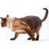 Pet Dog Cat Collar Anti Flea Ticks Mosquitoes Insect Repelling Collar Cat