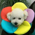 Pet Dog Cat Soft Comfortable Durable Collar Wound Healing Cone Protection Rainbow color S