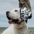 Pet Dog Earmuffs Anti noise Adjustable Headband Head worn Hearing Protection Supplies Black