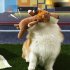 Pet Dog Plush Chewing Toy Cartoon Animal Shape Bite resistant Tooth Cleaning Interactive Sound Toy plush lion