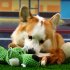 Pet Dog Plush Chewing Toy Cartoon Animal Shape Bite resistant Tooth Cleaning Interactive Sound Toy plush lion