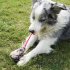 Pet Dog Squeak Toys Cute Animal Shape Chew Toy Tooth Cleaning Molar Toys For Boredom Stress Anxiety Relief brown frog