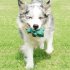 Pet Dog Squeak Toys Cute Animal Shape Chew Toy Tooth Cleaning Molar Toys For Boredom Stress Anxiety Relief green snake