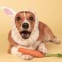 Pet Dog Warm Windproof Knitted Hat Animal Series Dress Up Pet Headgear Head Accessories Photo Props white rabbit M