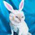 Pet Dog Warm Windproof Knitted Hat Animal Series Dress Up Pet Headgear Head Accessories Photo Props white rabbit M
