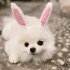 Pet Dog Warm Windproof Knitted Hat Animal Series Dress Up Pet Headgear Head Accessories Photo Props brown bear M